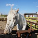 포니랜드 이미지