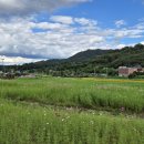 카페아마떼 | 퇴근후 콧 바람 쐬기 나들이.... 장동 코스모스 축제장(개장 전) 대청댐,카페 아마떼....