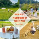 으뜸목장 | 경기도 가평 가볼만한곳 가평카페 양떼목장