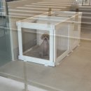 펫이동서비스 이미지