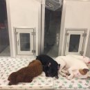 달중이네 이미지