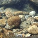 우리나라 민물고기 5종 수중촬영 영상 이미지