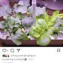 내돈내산 수경재배기로 시작하는 바질 상추 키우기, 오늘식물 찐사용 후기