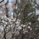 연산동고분군 이미지