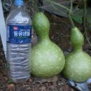 여주-0054 Daum카페