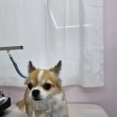 이쁜멍멍 이미지