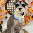 뉴데이 반려견 미용실 이미지