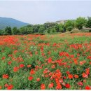 동강시스타 이미지