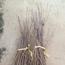 블랙커런트 아로니아 이미지