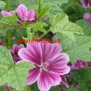 산골마을 이미지