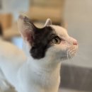 고양이호텔 무냥무냥 김해점 이미지