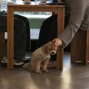 E.F.C | 울산 달동 카페 추천 : 피클 f.e.c.l.e 샌드타임 디저트 후기