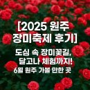 평원초등학교 | [2025 원주 장미축제 후기] 도심 속 장미꽃길, 달고나 체험까지! 6월 원주 가볼 만한 곳
