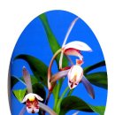 죽백3로 이미지