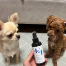 강아지 꼬순내 | 목욕싫어하는 강아지 꼬순내 잡는 꿀템! 강아지스토리 반려동물 미스트 보습제 사용 후기