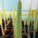 백두산농장 이미지