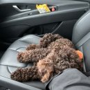 옥정강아지 이미지