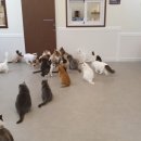 맘마목장 이미지