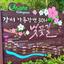 낙동강제방(강서30리벚꽃길) | 강서 낙동강변 30리 벚꽃길