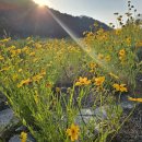 큰꽃지천 이미지