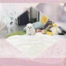 생활미용 | 태백 강아지입양 전문가도 몰랐던 치와와입양 현실