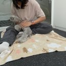 댕댕놀이터 아라점 이미지