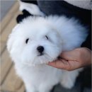 청주 강아지 분양 리몽드 퍼피 켄넬 이미지