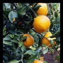 다미농장 이미지