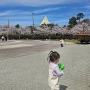 평택호관광단지 | 평택 벚꽃막차 | 평택호 관광단지 피크닉 + 아기와 가기 좋은 곳