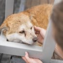 토평동물병원 이미지