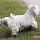 똥꼬발랄 이미지