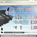 안항사미나리
