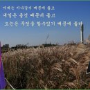란빈 Daum카페