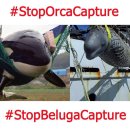 러시아는 범고래, 흰고래 포획을 멈춰라! 이미지