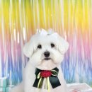 논현 켄넬 이미지