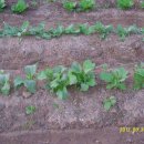 선유농장 이미지