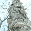 자작나무 말굽버섯 - 이미지