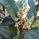 황칠농장 이미지