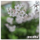 한국신발피혁연구소(한국소재융합연구원) | 부산 백양산 벚꽃 등산로(등산 코스) 동양 초등학교 초입