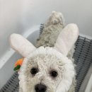 댕데이지 이미지