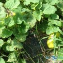 하늘농원 옆 이미지