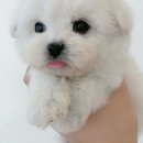 온퍼피 프리미엄 전주강아지분양 본점 이미지