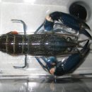 학명:Cherax Species Blue Moon[로렌치 블루문] 이미지