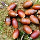 도토리 수확 시기 /떡갈나무 이름 유래 /졸참나무 도토리가 맛은 제일 좋아 이미지