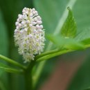 한산자리공 Phytolacca japonica Makino 이미지