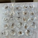 파충류샵 스마일게코 이미지