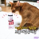 벽신장 | 고양이 신장영양제 프롬더셀 유레날, 방광염 걱정될 때 챙겨 주세요