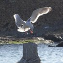 부산갈매기 이미지