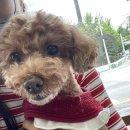 기흥나무동물병원 | 기흥나무동물병원_진료후기