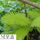 낙우송 이미지